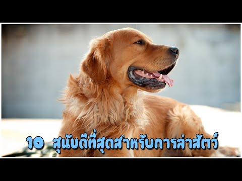 วีดีโอ: วิธีการสอนลูกสุนัข