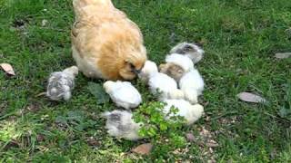 missing hen found with ten baby chickens.AVI