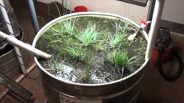 Constructed wetland video