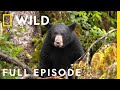 Salmon Slaughterhouse: Black Bear Survival (Full Episode) | Alaska