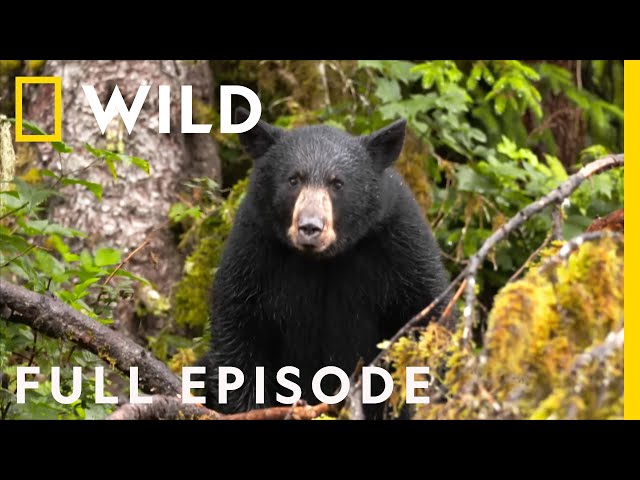 Grizzly Battleground (Full Episode)  Alaska's Grizzly Gauntlet 