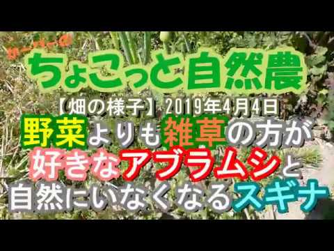 【自然農法の畑】雑草の方が好きなアブラムシと自然にいなくなるスギナ：2019年4月4日農園記録