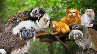 Ohrožení nezbedové: Představují se vám drápkaté opice