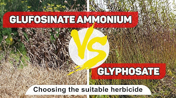 The most common herbicides | glufosinate ammonium vs glyphosate