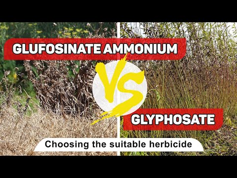 Wideo: Czy sulfaminian amonu zabije bluszcz?