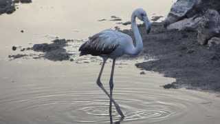 Birdwatching - Riserva Naturale di Priolo by Marse. 221 views 10 years ago 1 minute, 55 seconds