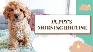 Toy Cavoodle Puppys Morning Routine 9-Weeks Clifford