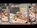 臘腸打完疫苗　眼神呆滯躺人類身上超萌XD