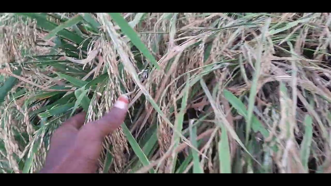 ஆடுதுறை 45 நெல் ரகம் ADT(R)45 paddy seed drum seed method cultivation ...