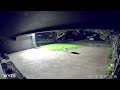 Coyotes In Rockwall ￼Texas
