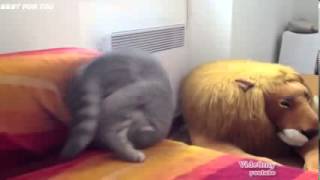 Funny cats compilation 2013 Нарезка приколов с котами Funny cats compilation 2013 Нарезка приколов с котами