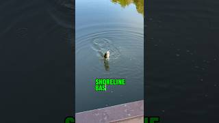 Fall Bass Blitz For Shoreline MAYHEM! 🎣 #shorts #fishing #bassfishing #fallintoshorts