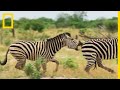 This Zebra Faces A Dominant Male In A Violent Fight