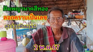 ฝันพญานาคสีทอง ลอกคราบเป็นเลข ลุงจ่อยฝันแม่น 2/5/67