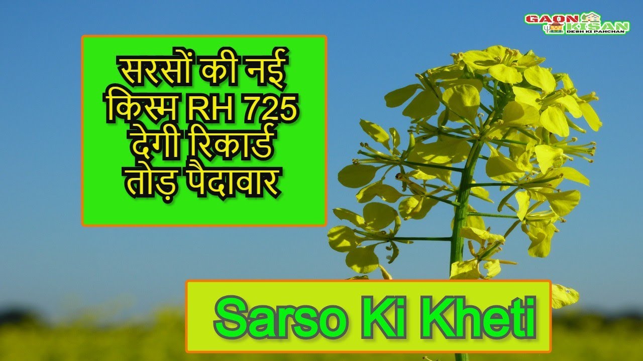 सरसों की नई किस्म RH 725 Mustard cultivation in India Sarso Ki