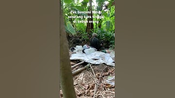 KAKEK HIDUP SEBATANG KARA DI KEBUN ORANG