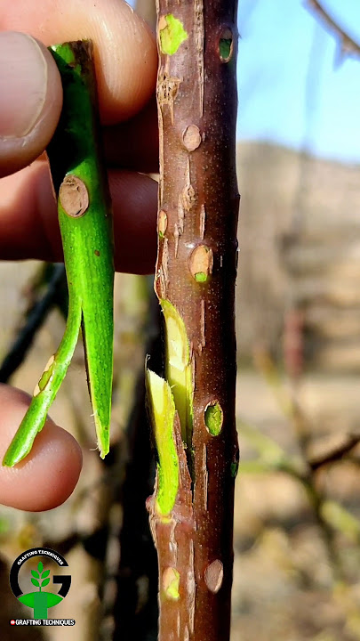 Grafting rose plant | Rose plant grafting technique #satisfying #grafting #farming