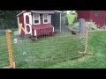 Backyard Chicken Setup Tips Backyard Chicken Setup Tips