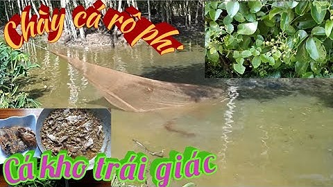 Đi chài cá rô phi về kho trái giác bữa cơm quê nghèo.BE STEEN TV