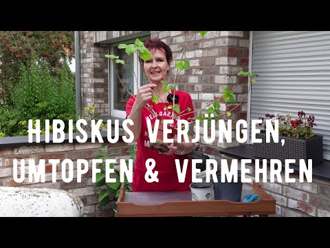 Video: Indoor-Hibiskus: häusliche Pflege, Beschneiden, Reproduktion