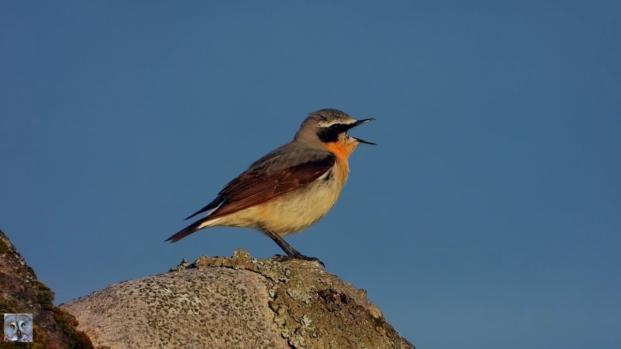 Northern wheatear singing,Steinskvett,Обыкновенная каменка песня