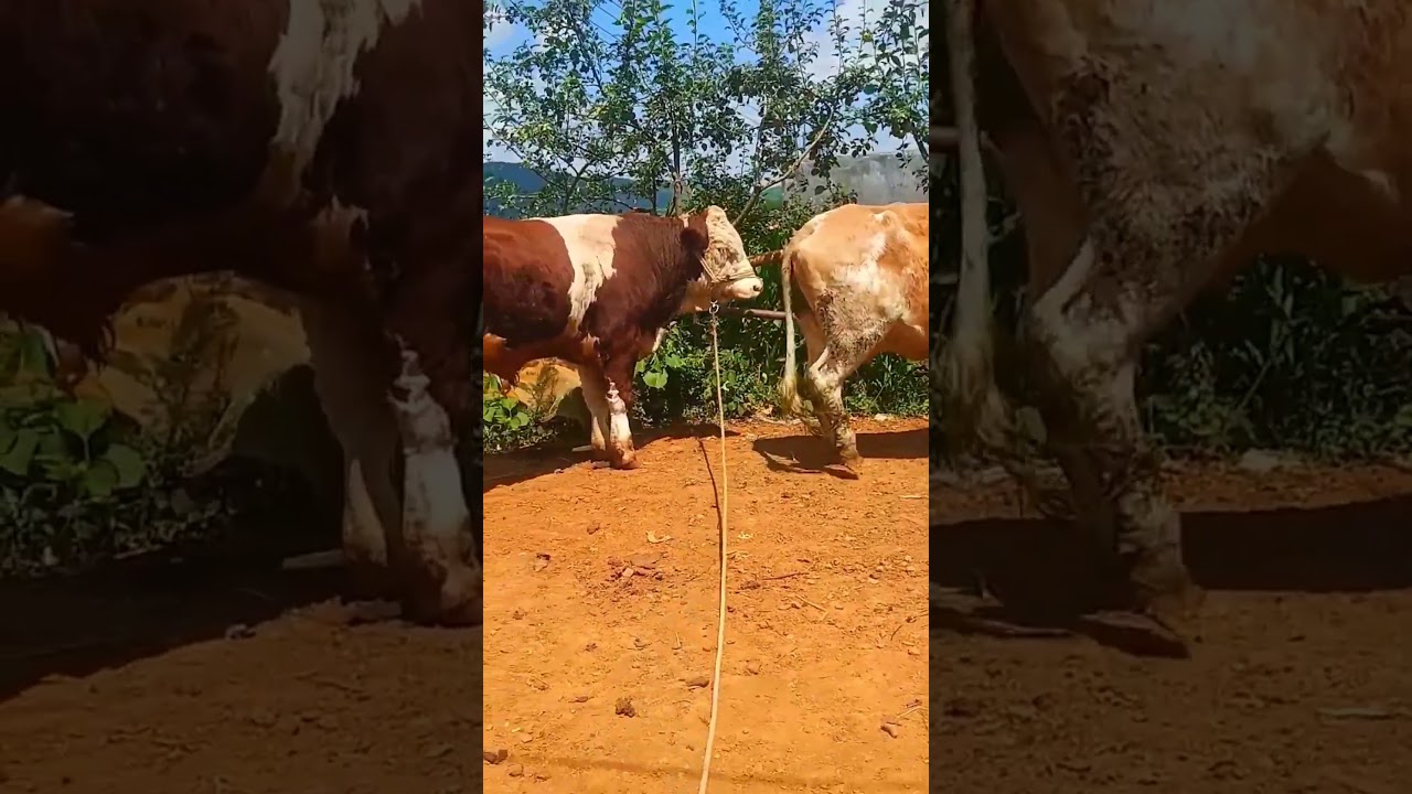 Welcome to all cattle farmers across the country, friends who love raising cattle 308