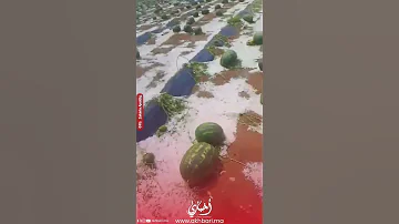 عاصفة برد وأمطار غزيرة تشل الحركة في مدينة زاكورة زاكورة تساقطات مطارية المغرب 