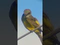Tropical Kingbird Moments 🐦 #cutebirds #birds #birdwatching