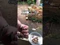 Castanha do Brasil.