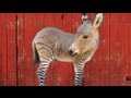 Le zonkey  animaux hybrides