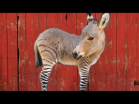 THE ZONKEY - HYBRID ANIMALS - YouTube
