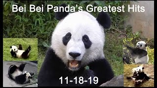 Bei Bei Panda's Greatest Hits! (A Joyful Farewell!) 11182019