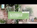 Intratuin - Olivenbaum schneiden - YouTube