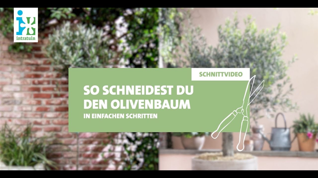 globus thuja smaragd Thuja occidentalis 'Smaragd' / Lebensbaum