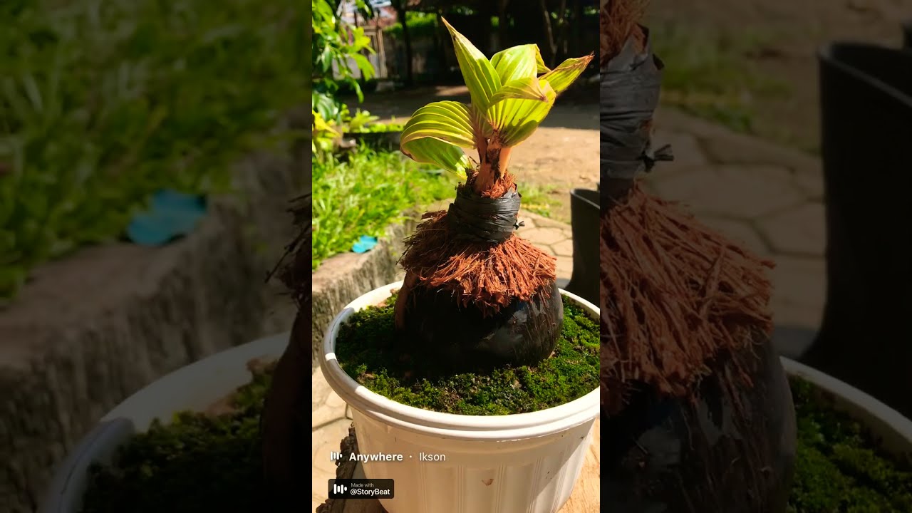  Bonsai  kelapa  gading  usia 3 bulan YouTube