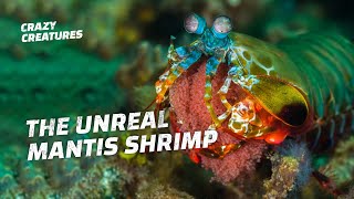 The Superpowers of the Mantis Shrimp