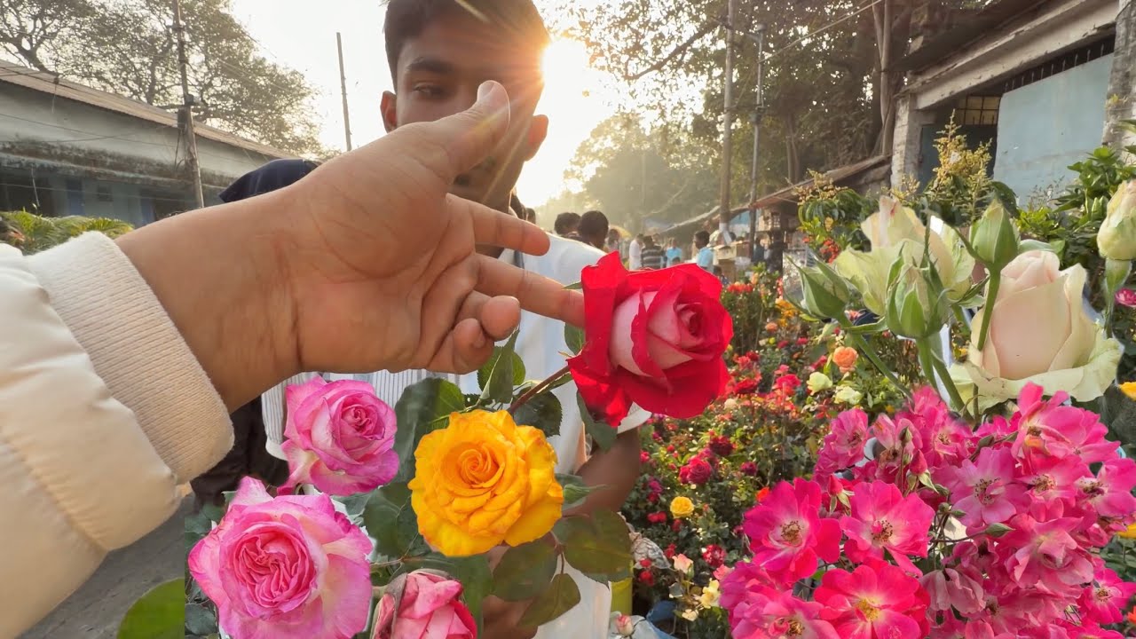 Exclusive Rose Varieties 🌹 Polyantha Monica Bellucci Mohona at Galiff Street | Best Flowers Forever