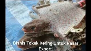 Bisnis Tokek Kering Untuk Pasar Export #ideusaha #idebisnis