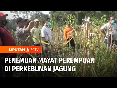 Jasad Perempuan Ditemukan di Perkebunan Jagung Ngawi, Diduga Korban Pembunuhan | Liputan 6