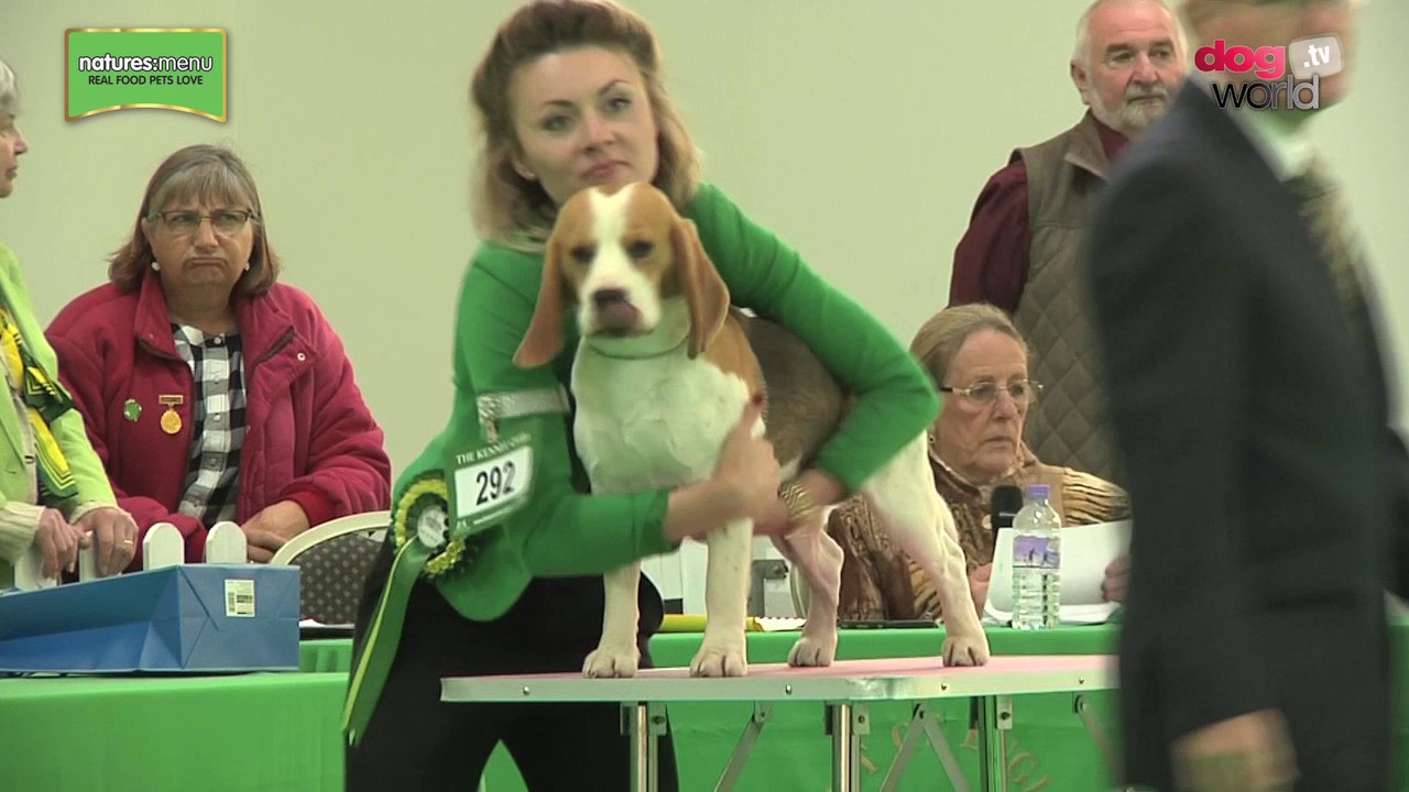 WELKS Championship Dog Show 2017 Hound Group FULL YouTube welks-championship-dog-show-2017-hound-group-full-youtube