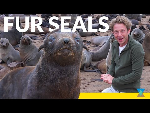 Fur Seal Pups: The Largest Colony in Africa!