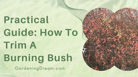 Can a burning bush be cut way back?