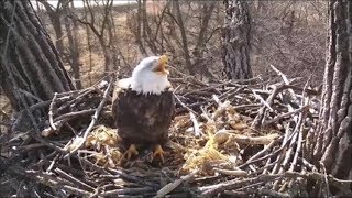 Decorah eagle mom flies in with 2 fish