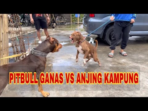 Video: Adakah Semua Pit Bulls Agresif Menuju Anjing Lain?