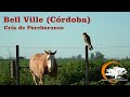 145 Cría de Percherones - Establecimiento La Ercilia - Bell Ville ( Córdoba) Estancias y Tradiciones