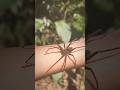 #aranhas ?