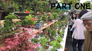 36th OMIYA BONSAI FESTIVAL: May 3~5 2019 Omiya Bonsai Village, Japan PART ONE