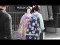 京都・祇園　紅葉の花見小路を行く舞妓さんたち（亜佐子さん　槇沙子さん）　Maiko under the autumn leaves , Gion, Kyoto