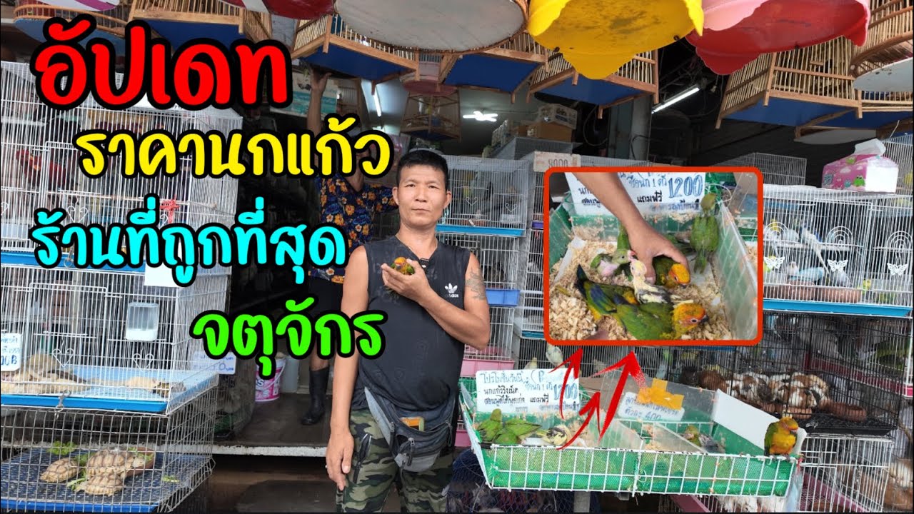 อัปเดทราคานกแก้ว ร้านที่ถูกที่สุด สวนจตุจักร