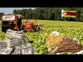 how to make tobacco onions without deep frying Tobacco Onions